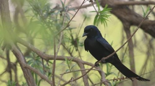 ফিঙে পাখির মধন্য ভোজ পর্বের অন্তরালে একপলক দেখা